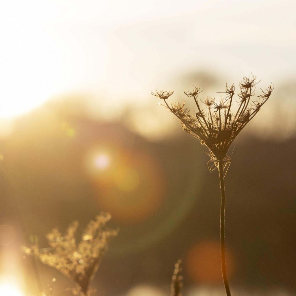 Flowers during a sunset